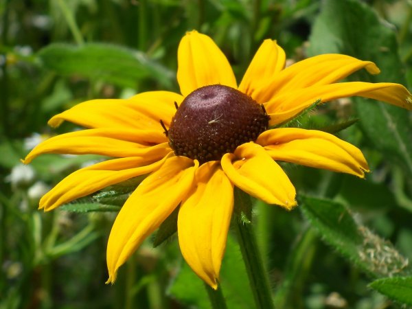 Rudbekia błyskotliwa (Rudbeckia fulgida) (fot. pixabay.com)