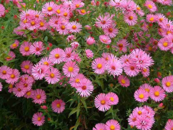 Aster nowoangielski (Aster novae-angliae) (fot. Pinterest)