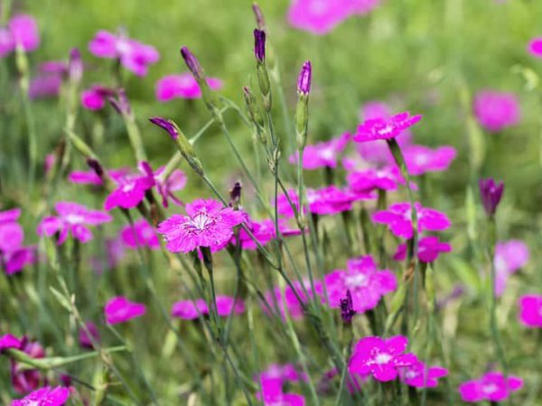 Goździk kropkowany (Dianthus deltoides) (fot. Pinterest)