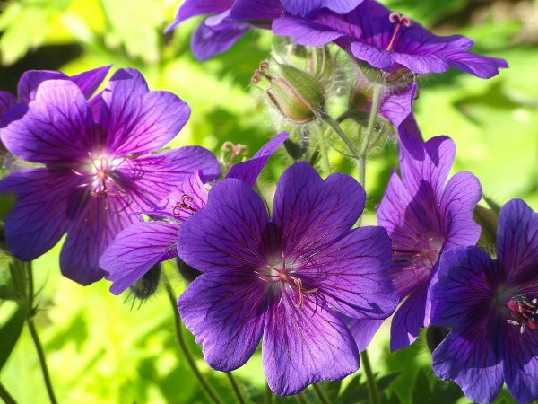 Bodziszek krwisty (Geranium sanquineum) (fot. pixabay.com)