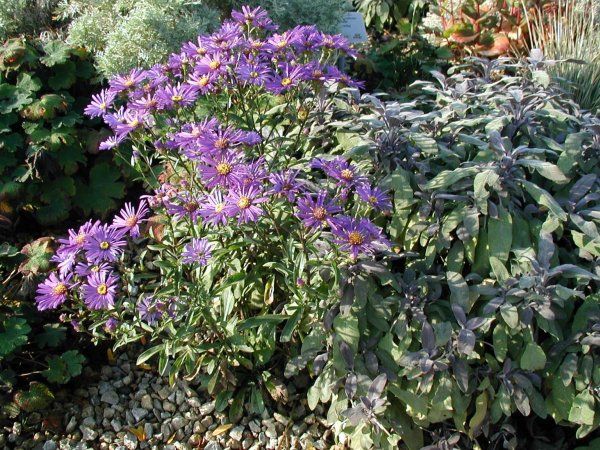 Aster krzaczasty (aster karłowaty) (Aster dumosus) (fot. wikipedia.org)