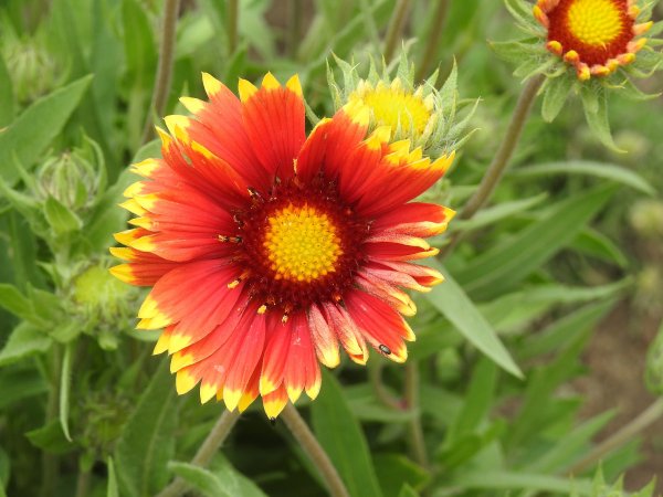 Gailardia ogrodowa (Gaillardia x hybrida) (fot. pixabay.com)