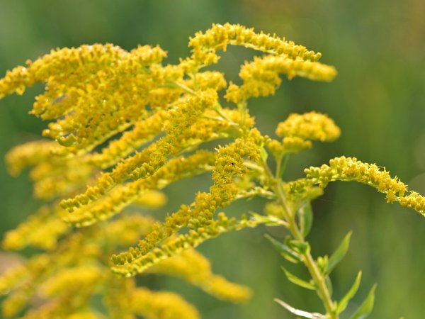 Nawłoć ogrodowa (Solidago x hybrida) (fot. pixabay.com)