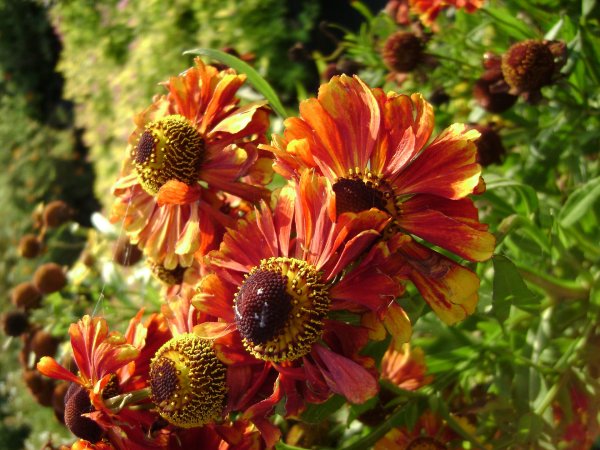 Dzielżan ogrodowy (Helenium x hybridum) (fot. pixabay.com)