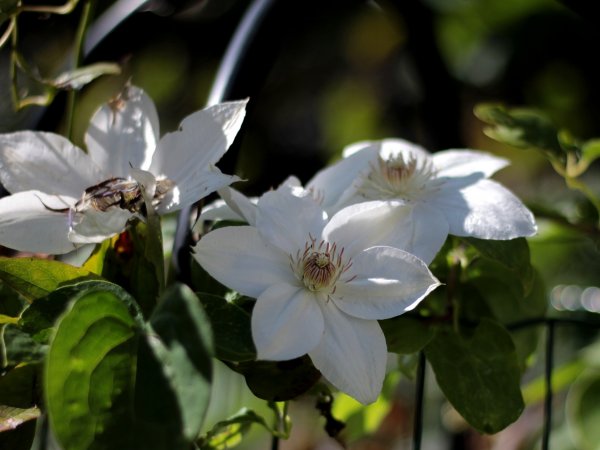 Powojnik Jackmana (Clematis jackmanii) (fot. pixabay.com)