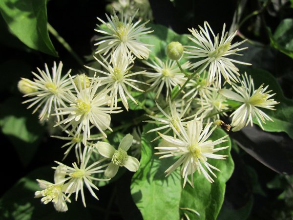 Powojnik pnący (Clematis vitalba) (fot. pixabay.com)