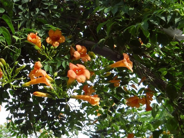 Milin amerykański (Campsis radicans) (fot. pixabay.com)