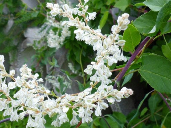 Rdest Auberta (Polygonum aubertii) (fot. Pinterest)