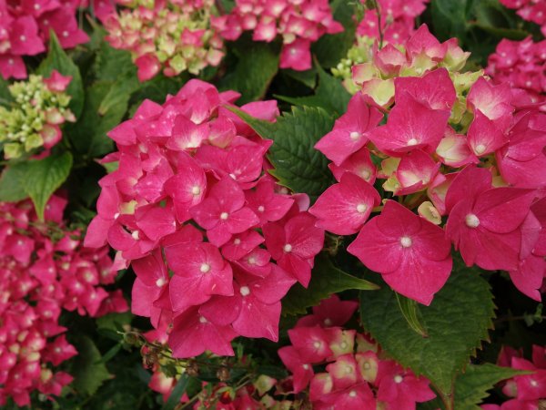 Hortensja ogrodowa (Hydrangea macrophylla) (fot. pixabay.com)