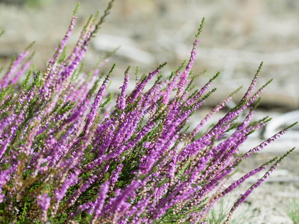   Wrzos pospolity (Calluna vulgaris) (fot. pixabay.com)
