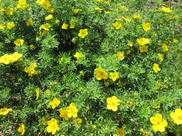 Pięciornik krzewiasty (Potentilla fruticosa) (fot. pixabay.com)