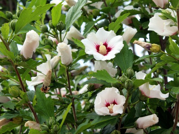 Ketmia syryjska (Hibiscus syriacus) (fot. pixabay.com)