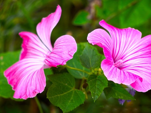 Malwa różowa (Althaea rosea) (fot. pixabay.com)