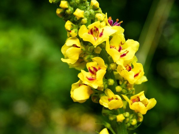Dziewanna ogrodowa (Verbascum x hybridum) (fot. pixabay.com)