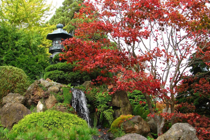 Сад в японском стиле: Как создать и ухаживать?