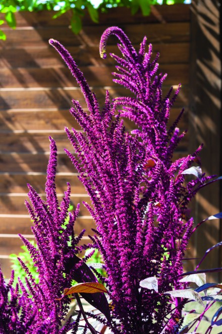 Wśród jesiennych traw o odcieniach
fioletu i purpury imperata cylindryczna
jest jedną z najpiękniejszych odmian. Na
początku wegetacji jej liście zaczynają
przebarwiać się na wierzchołkach na kolor
purpurowego fioletu i z czasem stopniowo
schodzi on w dół, by osiągnąć tam
głęboką czerwień. Rośnie na miejscach
słonecznych i potrzebuje wilgotnej
gleby. Pod wpływem jesiennego chłodu
na srebrzysty fiolet zabarwiają się
trawy miskantu. Osiągają nawet 2-3 m
wysokości. Z kolei rozplenica japońska,
zwana też piórkówką, to kolejna okazała
trawa. Efektowna i zwiewna, tworzy kępy
o puszystych kwiatostanach. Jest łatwa
w uprawie.