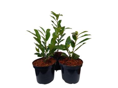 Zdjęcie: Laurowiśnia wschodnia Prunus laurocerasus Etna Anbri PBR ŁAZUCCY