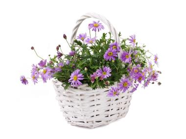 Zdjęcie: Koszyk z uchwytem 21x16x11/25 cm biały TIN TOURS