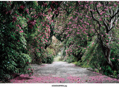 Zdjęcie: Fototapeta Wicklow Park VENA