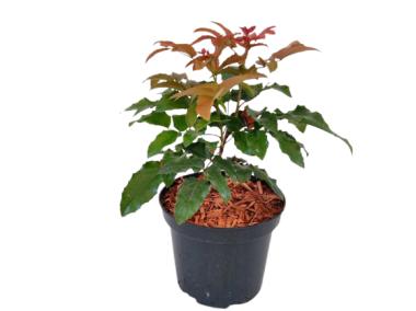 Zdjęcie: Mahonia pospolita ŁAZUCCY