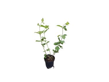 Zdjęcie: Kalina koralowa Compactum Viburnum opulus C2/15-20 cm ŁAZUCCY