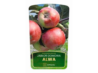 Zdjęcie: Drzewo owocowe jabłoń Alwa sadzonka w balocie DIPLANTS