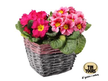 Zdjęcie: Osłonka na doniczkę z folią 19,5x19,5x15 cm kwadratowa TIN TOURS