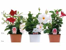 Kwiat doniczkowy Er Mandevilla D510 Bush KAMA