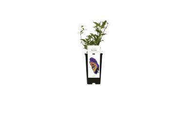Zdjęcie: Budleja Black Knight GARTENLAND