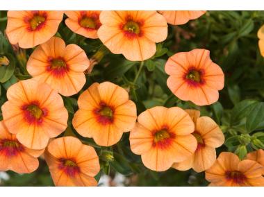 Zdjęcie: Calibrachoa 4FLOWER