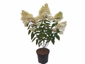 Hydrangea paniculata mix ŁAZUCCY