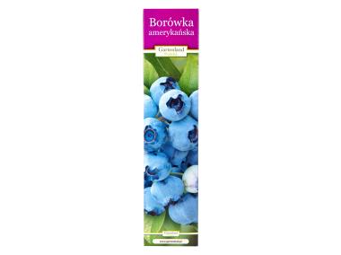 Zdjęcie: Borówka amerykańska GARTENLAND