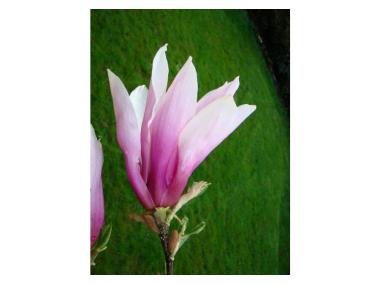 Zdjęcie: Magnolia Loebnera Leonard Messel ŁAZUCCY