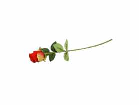 Róża pojedyncza CV14336-6 TOP GIFTS
