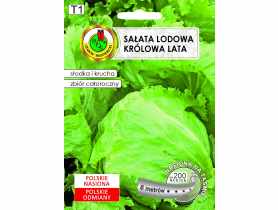 Sałata głowiasta krucha Królowa Lata 6 m PNOS