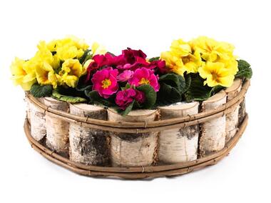 Zdjęcie: Donica z brzozy 44x28x13h cm TIN TOURS