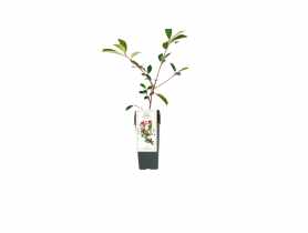 Głogownik Frasera Red Robin C2 GARTENLAND