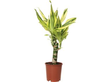 Zdjęcie: Dracena - Yelow Coast KAMA MAŚLANKIEWICZ