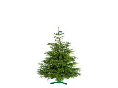 Zdjęcie: Jodła kaukaska cięta Standard 175-220 cm BPS