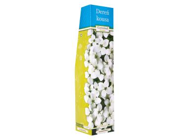 Zdjęcie: Dereń Kousa GARTENLAND