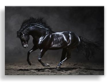 Zdjęcie: Obraz Canvas Silver1 85x113x2,8 cm Ex511 Black Horse STYLER