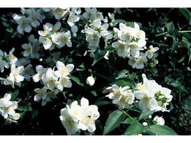Zdjęcie: Jaśminowiec wonny Philadelphus coronarius C2/20-30 cm ŁAZUCCY