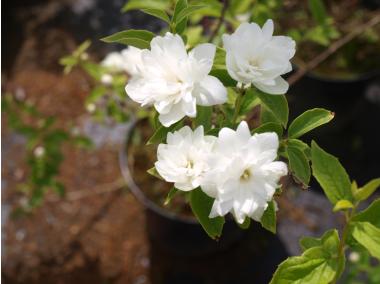 Zdjęcie: Jaśminowiec Albatre Philadelphus ŁAZUCCY