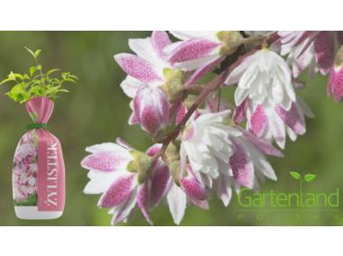 Zdjęcie: Żylistek balot folia GARTENLAND