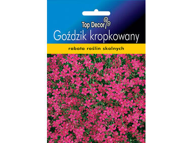 Zdjęcie: Goździk kropkowany TOP DECOR