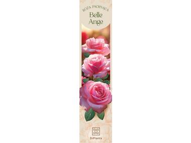 Zdjęcie: Róża pachnąca Belle Ange DIPLANTS