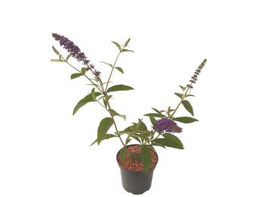 Zdjęcie: Buddleja Davidii Empire Blue ŁAZUCCY