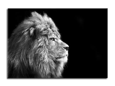 Zdjęcie: Obraz Glasspik Animals 70x100 cm Gl104 Lion STYLER
