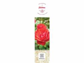 Róża rabatowa Satchmo DIPLANTS