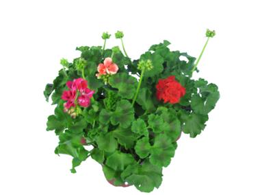 Zdjęcie: Pelargonia Zonale mix kolorów 4FLOWER